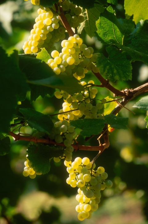 SECONDA SERATA: i vini bianchi - L'ABC del Vino
